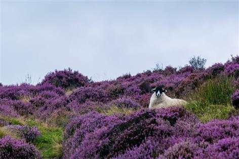 Farmers seek rethink of Scotland's muirburn regime