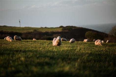 Vaccination drive stepped up as bluetongue threat grows