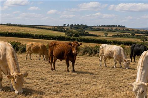 Drought sends grass growth 46% below average