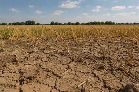 Welsh farmers offered drought grants as dry weather bites