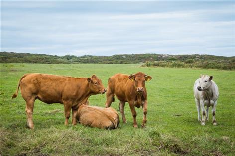 NFU Cymru urges SFS changes after low Anglesey uptake