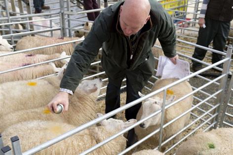 Bluetongue surge sparks 'buyer beware' warning ahead of sheep sales