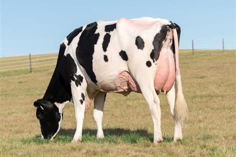 Jumpstart P powers to top of AHDB young sire rankings