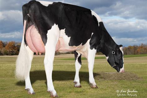 Sheepster leads as health and fertility shape Holstein rankings