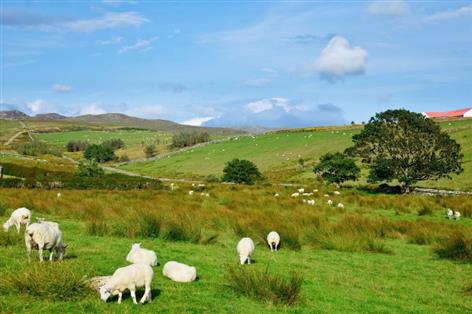 Bluetongue spreads north as Scotland confirms second affected farm