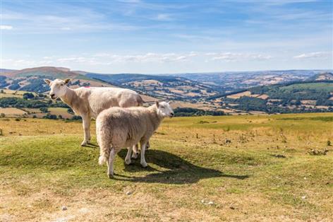 Bluetongue and drought leave livestock farms facing mounting pressure