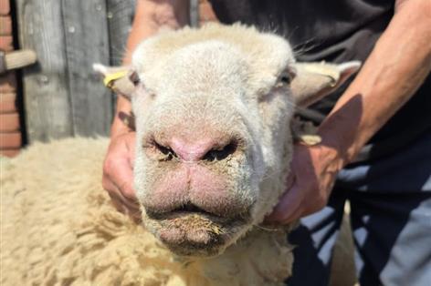 Chief vet urges vaccination as bluetongue cases rise above 420