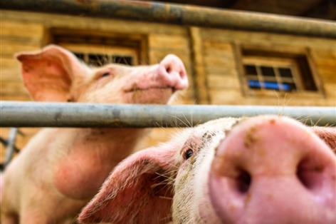 UK pork market exposed as Denmark plans major pig sector reforms