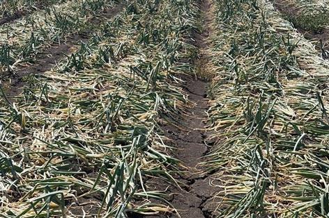 East Anglia drought leaves British onion crop under pressure