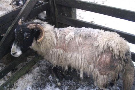 NI farm leaders urge vigilance as sheep scab threat rises
