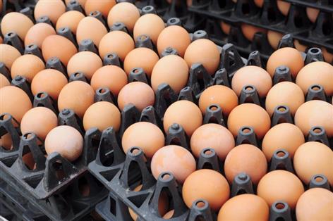 Union urges consumers to back UK eggs amid salmonella probe