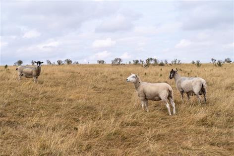 Emergency grants offered to farmers hit by drought and bluetongue