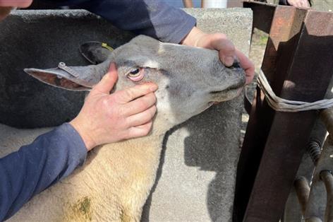 Barber's pole worm spread prompts warning to sheep farmers